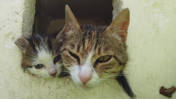 Μητέρα Γάτα Γατάκι Της Ένα Κουτί Και Δύο Προεξέχουν Μόνο — Αρχείο Βίντεο