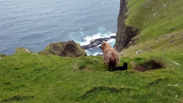 Ovce Ostrově Vagar Faerské Ostrovy Divoká Příroda Faerských Ostrovech Dánsko — Stock video