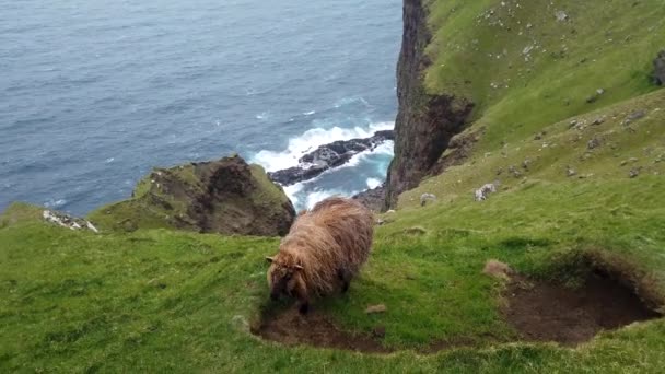 Moutons Sur Île Vagar Îles Féroé Faune Dans Les Îles — Video