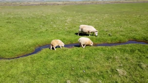 Jonge Ijslandse Schapen Drinkwater Uit Een Kleine Rivier Van Water — Stockvideo