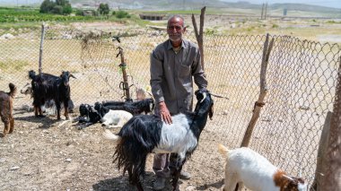 Keçi grubuyla Kashqai Türk adamı, Şiraz, İran