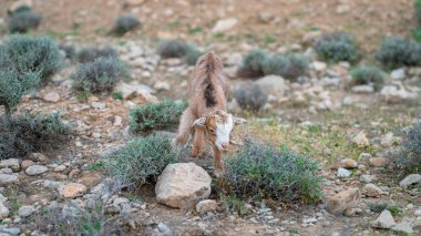 Şirin kahverengi yavru keçi çimenlikte