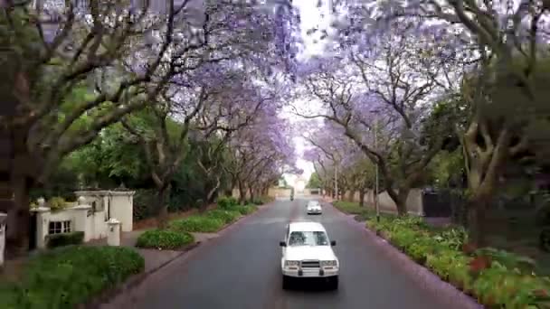 Johannesburg Jihoafrická Republika Říjen 2019 Auta Pod Vysokými Jacarandskými Stromy — Stock video