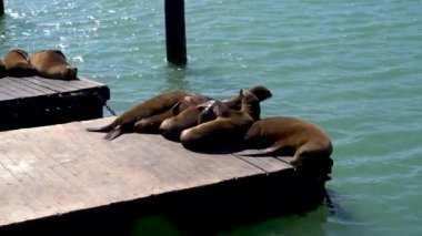 San Francisco, California, USA - August 2019: Sea lions resting in Pier 39, the fisherman's wharf in San Francisco, California, United States of America