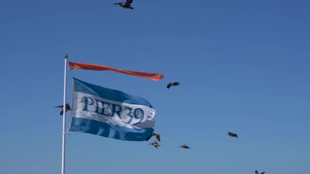 San Francisco California Usa August 2019 Pelicans Flying Pier Flag — 图库视频影像