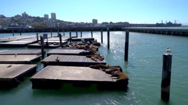 San Francisco, Kaliforniya, ABD, Ağustos 2019: 39. rıhtımda dinlenen deniz aslanları, San Francisco, Kaliforniya, Amerika Birleşik Devletleri balıkçı iskelesi
