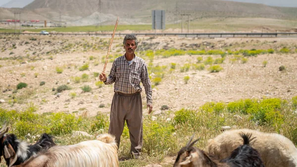 Shiraz Irán Mayo 2019 Qashqai Shephard Turco Con Sus Cabras —  Fotos de Stock