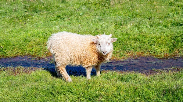 Junge Isländische Schafe Trinken Wasser Aus Einem Kleinen Fluss Island — Stockfoto