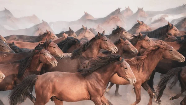 Kayseri Turcja Sierpień 2017 Konie Biegające Kopiące Kurz Konie Yilki — Zdjęcie stockowe