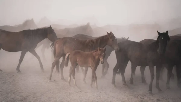 Kayseri Turkey August 2017 Horses Running Kicking Dust Yilki Horses — Stock Photo, Image