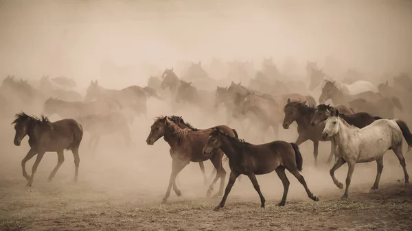Kayseri Turkey August 2017 Horses Running Kicking Dust Yilki Horses — Stock Photo, Image