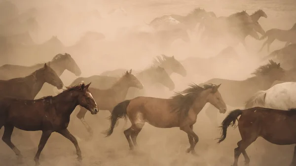 Kayseri Turkey August 2017 Horses Running Kicking Dust Yilki Horses — Stock Photo, Image