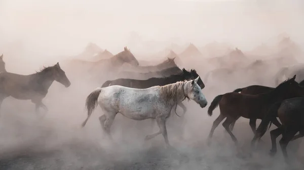 Kayseri Turki Agustus 2017 Kuda Berlari Dan Menendang Debu Kuda Stok Gambar Bebas Royalti