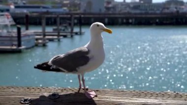 San Francisco, California, USA - August 2019: Seagull standing on a bench at Pier 39, the fisherman's wharf