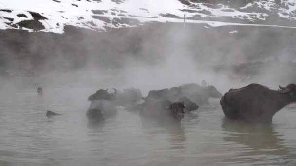 Guroymak Bitlis Türkei Februar 2020 Tiere Und Kleine Jungen Thermalwasser — Stockvideo