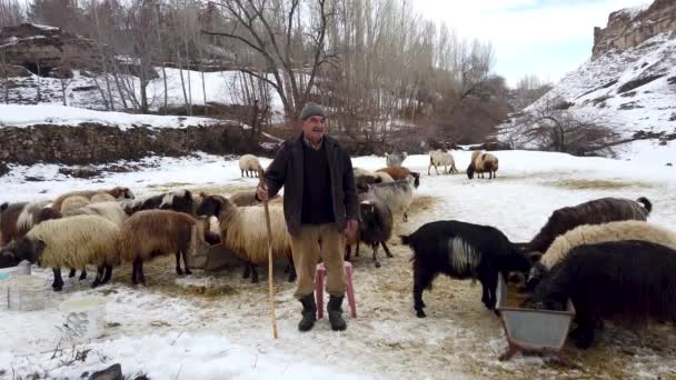 Bitlis Turkiet Febryary 2020 Shepherd Betar Sina Får Snöiga Landskap — Stockvideo
