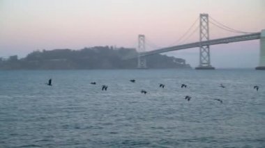 Pasifik Okyanusu üzerindeki pelikanlar arka planda Bay Köprüsü 'nden uçuyorlar, San Francisco Körfezi, Kaliforniya, ABD