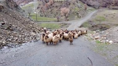 Türkiye 'nin doğusunda koyun sürüsü, Bitlis