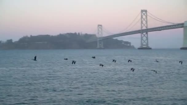 Pelikaner Över Stilla Havet Flyger Med Bay Bridge Bakgrunden San — Stockvideo