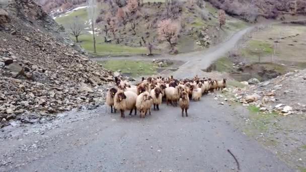 Schafherde Der Osttürkei Bitlis — Stockvideo