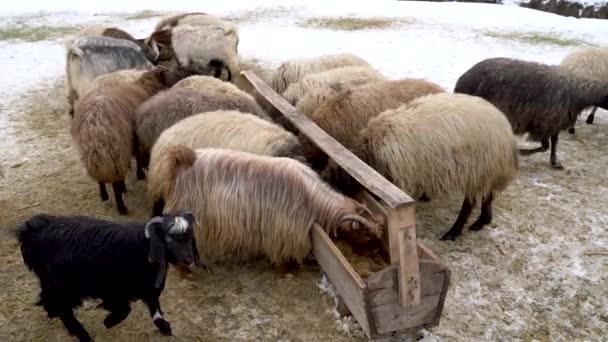 Schafherde Der Osttürkei Bitlis — Stockvideo