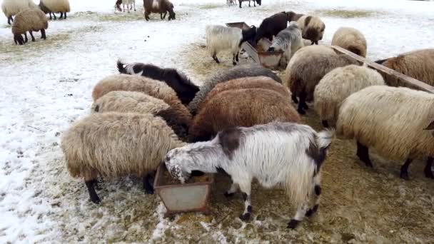 Kawanan Domba Turki Timur Bitlis — Stok Video