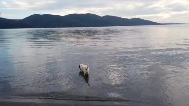 Söt Hund Promenader Havet Akyaka Turkiet — Stockvideo