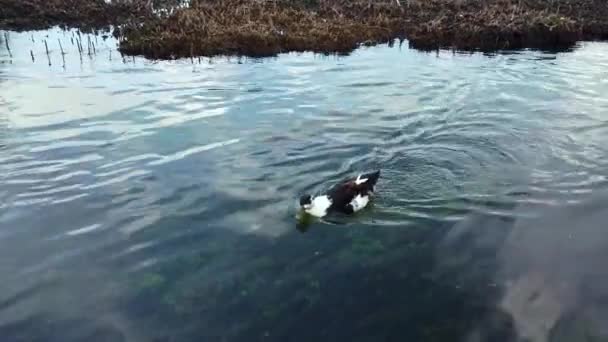 Pato Nadando Río Caydere Akyaka Mugla Turquía — Vídeo de stock