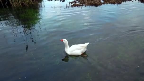 Anatra Nuotando Nel Fiume Caydere Akyaka Mugla Turchia — Video Stock