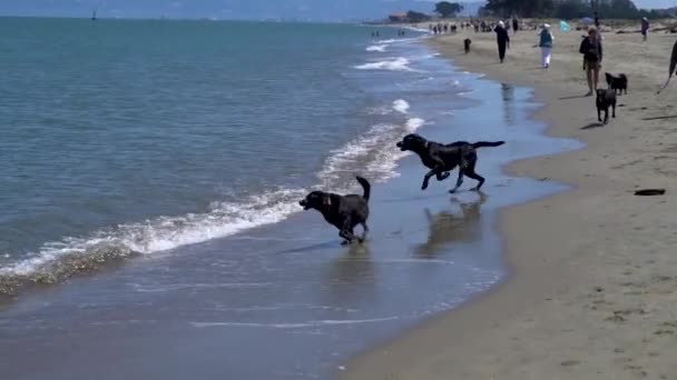 San Francisco California Abd Ağustos 2019 Köpekler Sahibinde Oynuyorlar — Stok video
