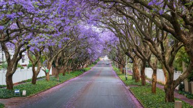 Johannesburg 'un banliyösündeki caddeleri kaplayan uzun jakaranda ağaçları, gün ışığında, Güney Afrika