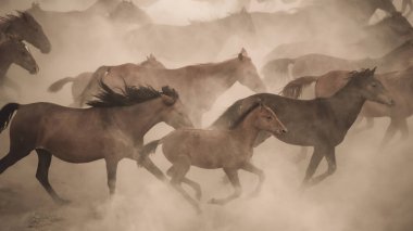 Kayseri, Türkiye - Ağustos 2017: Atlar koşuyor ve tozlanıyor. Kayseri Türkiye 'deki Yilki atları sahipsiz yabani atlardır