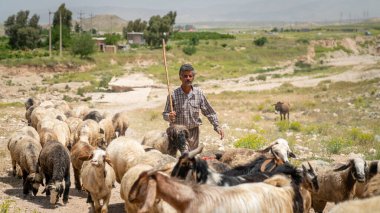 Şiraz, İran - Mayıs 2019: Kashqai Türk çoban köpeği ve keçileri