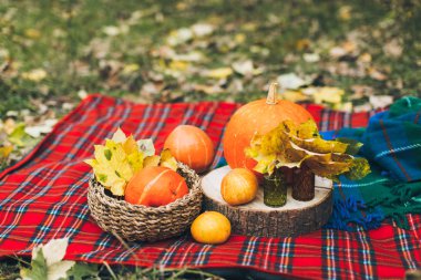 Ormandaki sonbahar kabaklar