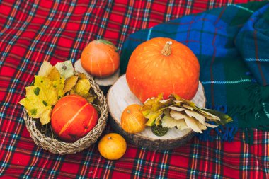 Ormandaki sonbahar kabaklar