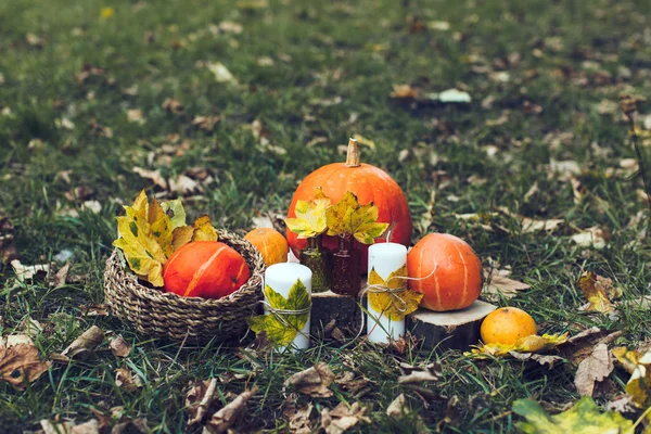 Citrouilles d'automne en forêt — Photo