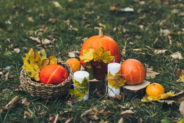 Autumn pumpkins in forest — Stock Photo, Image