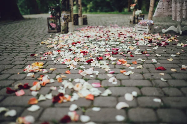 Belas pétalas de flores — Fotografia de Stock