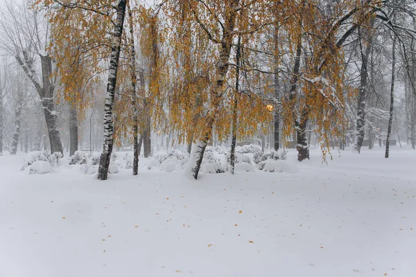 Eerste sneeuw in park — Stockfoto
