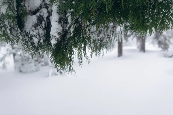 Eerste sneeuw in bos — Stockfoto