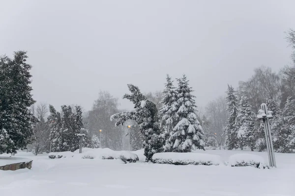 Eerste sneeuw in bos — Stockfoto