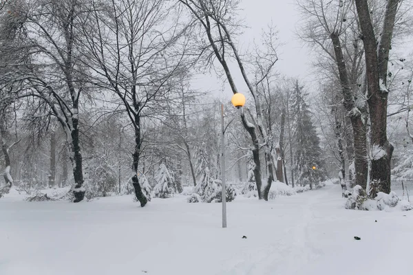 Primeira neve no parque — Fotografia de Stock