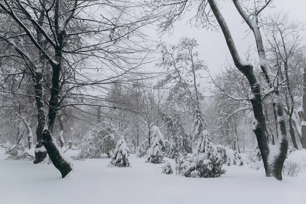 Eerste sneeuw in park — Stockfoto