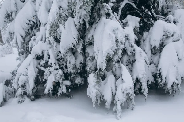 Pierwszy śnieg w lesie — Zdjęcie stockowe