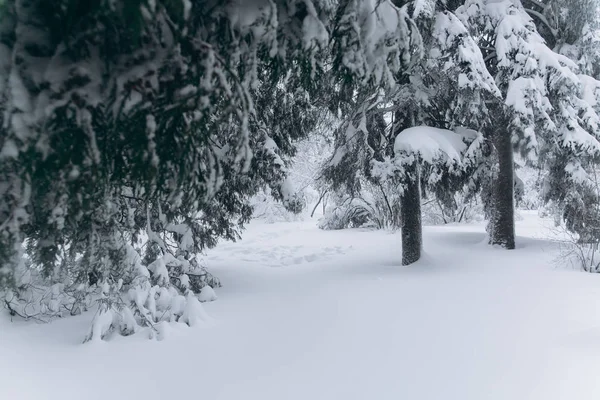 Eerste sneeuw in bos — Stockfoto