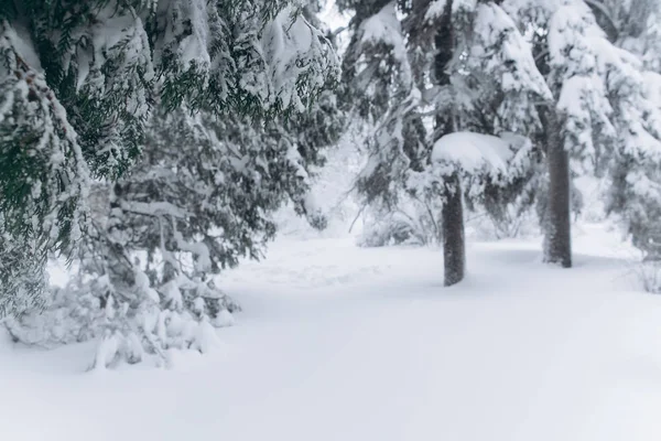 Eerste sneeuw in bos — Stockfoto