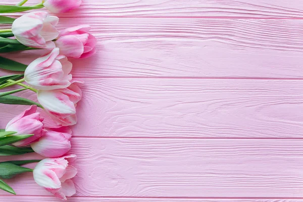 新鲜的粉红色郁金香 — 图库照片