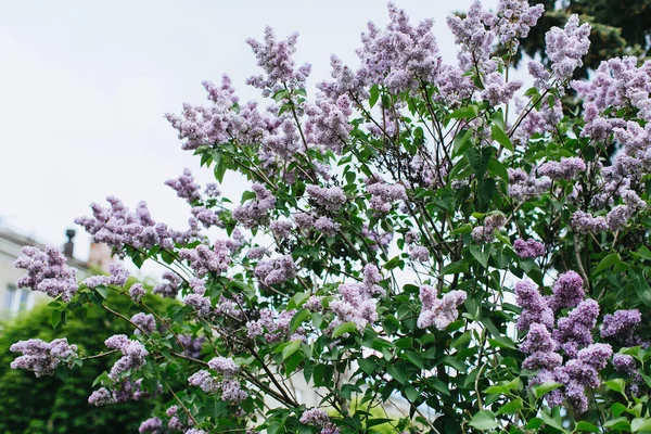 Árbol de flor fresca lila — Foto de Stock