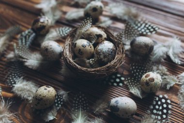 bıldırcın yumurtası, yuva ve tüyler