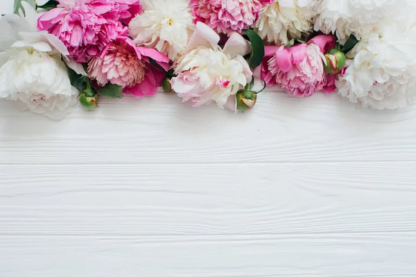 Λευκό και ροζ παιωνία λουλούδια — Φωτογραφία Αρχείου
